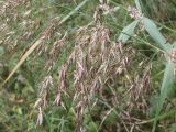 Phragmites australis