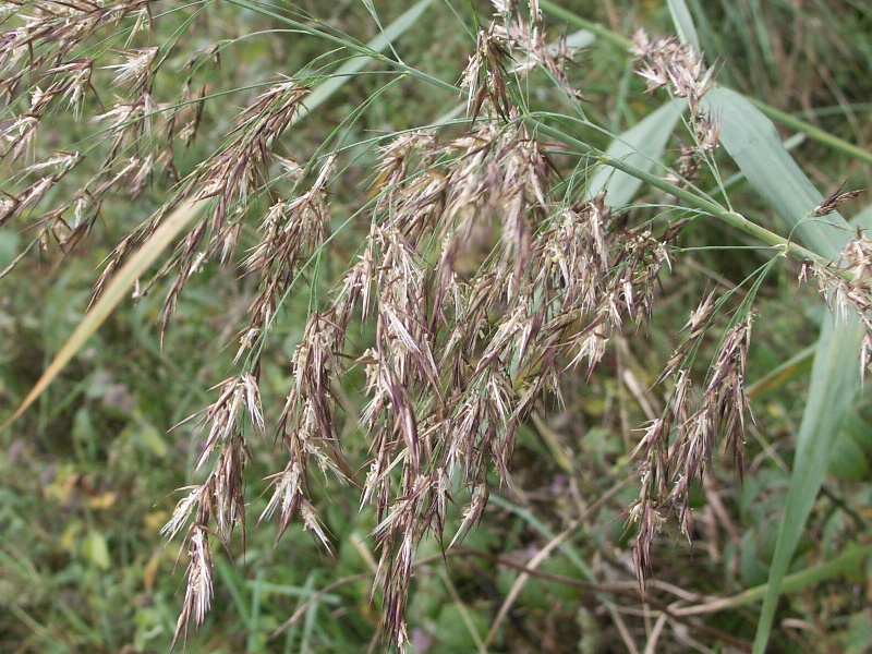 Image of Phragmites australis specimen.