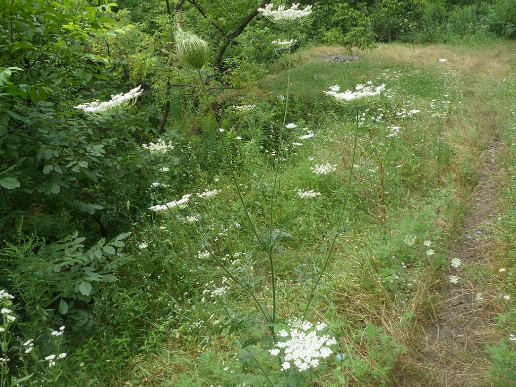 Изображение особи Daucus carota.