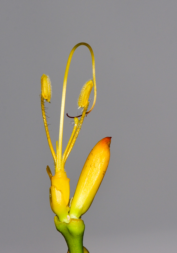 Изображение особи Sanchezia speciosa.