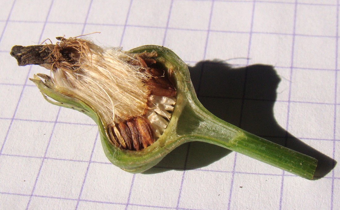 Image of Sonchus asper specimen.