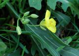 Diplotaxis tenuifolia