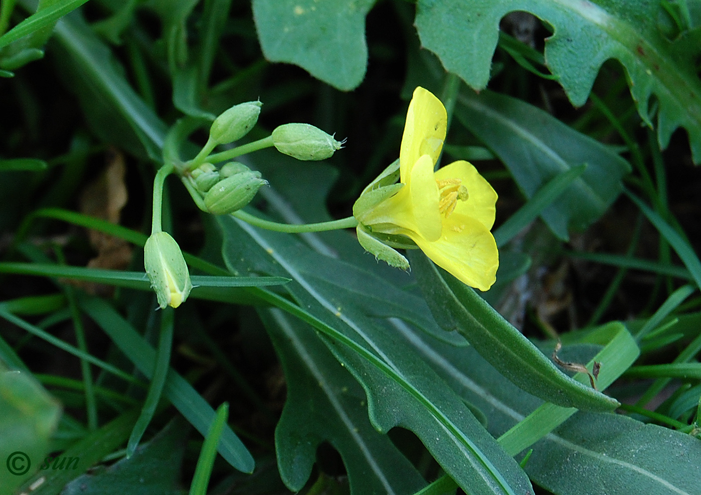 Image of Diplotaxis tenuifolia specimen.