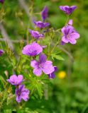 Geranium sylvaticum