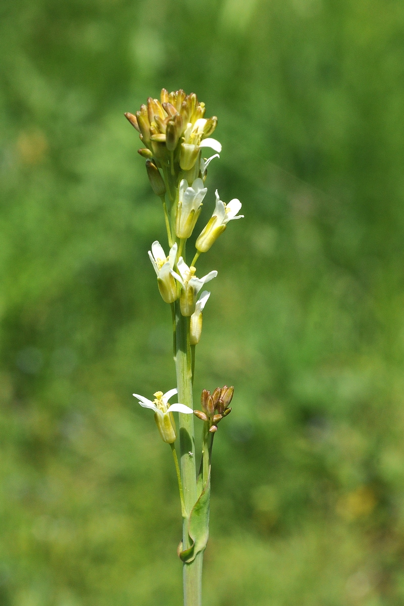 Image of Turritis glabra specimen.