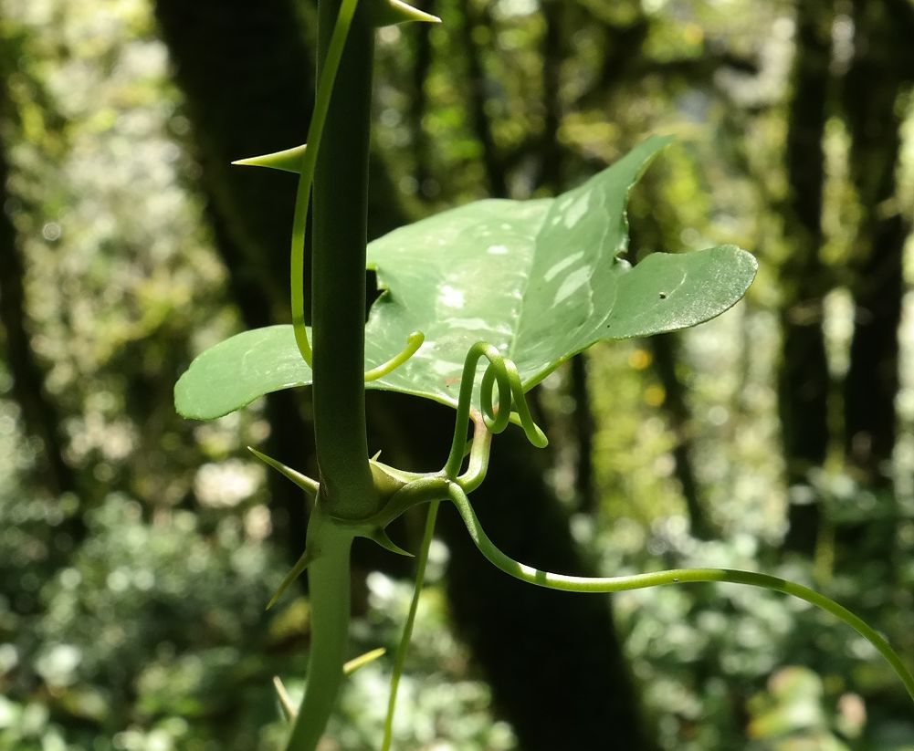 Image of Smilax excelsa specimen.