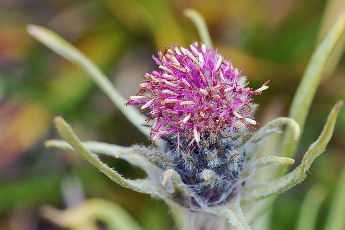 Image of Saussurea leucophylla specimen.