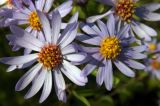 genus Aster. Соцветия. Владивосток, пустырь. 20.09.2016.