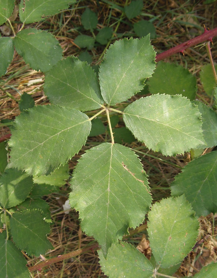 Image of genus Rubus specimen.