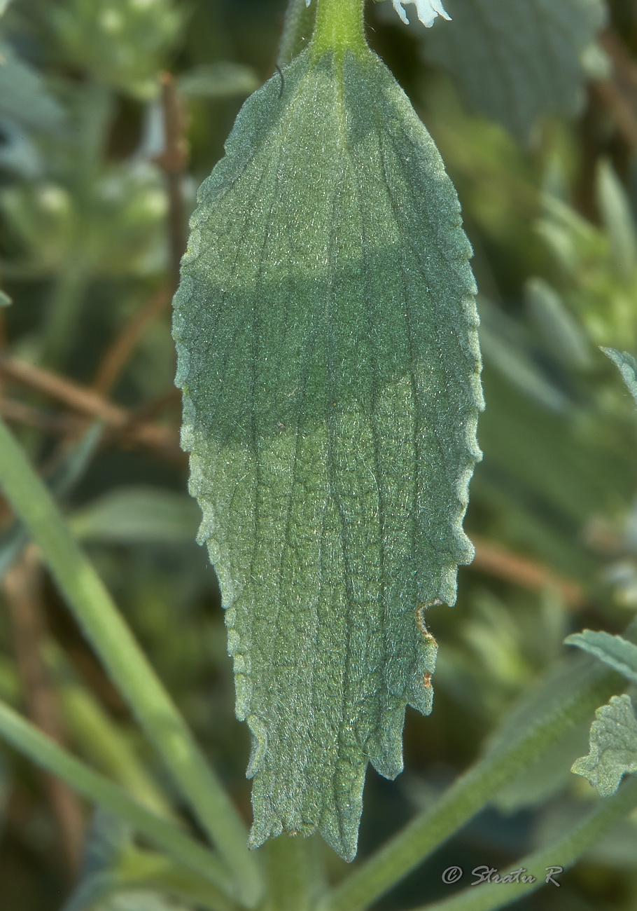 Image of Marrubium peregrinum specimen.