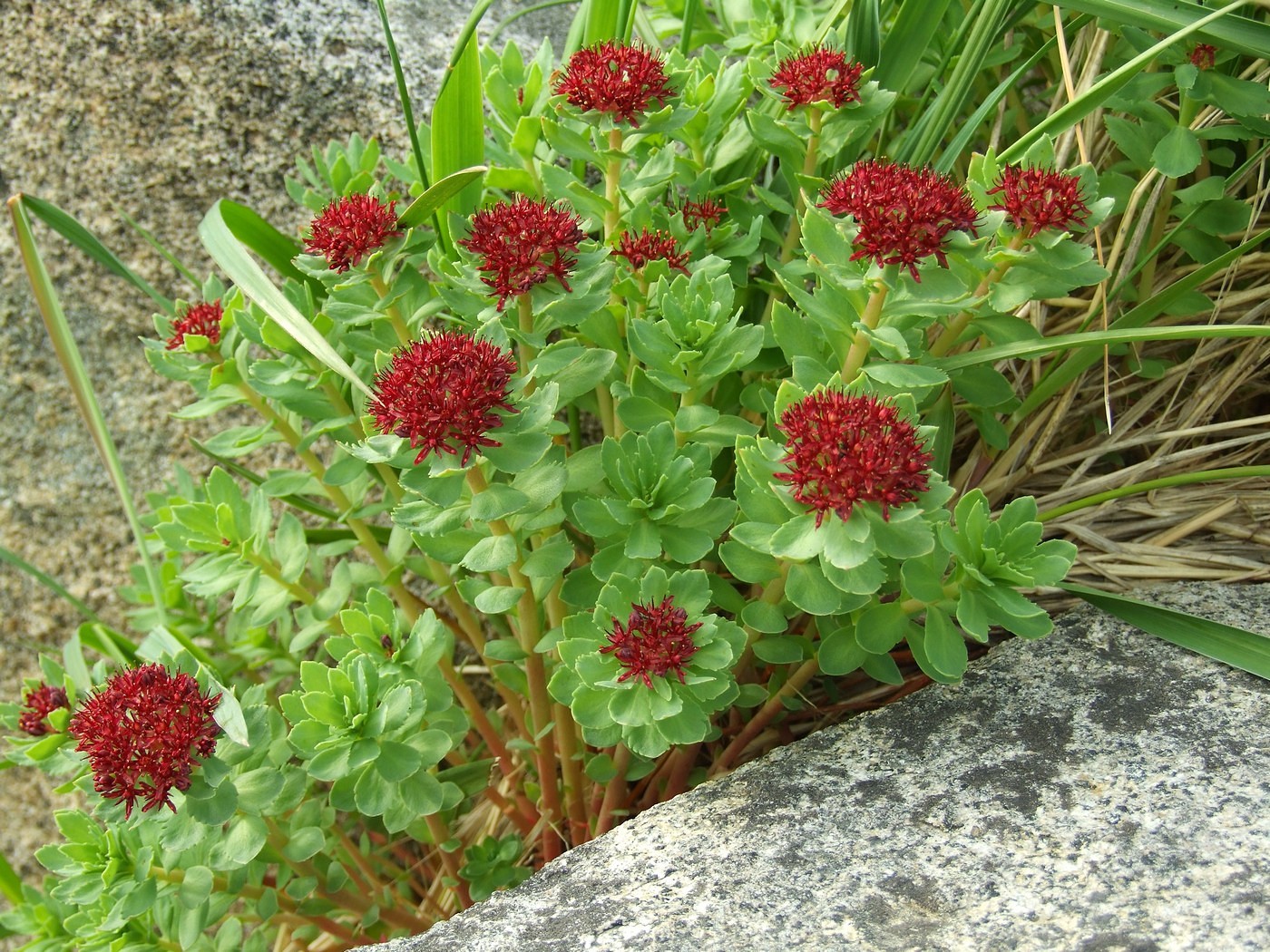 Image of Rhodiola integrifolia specimen.