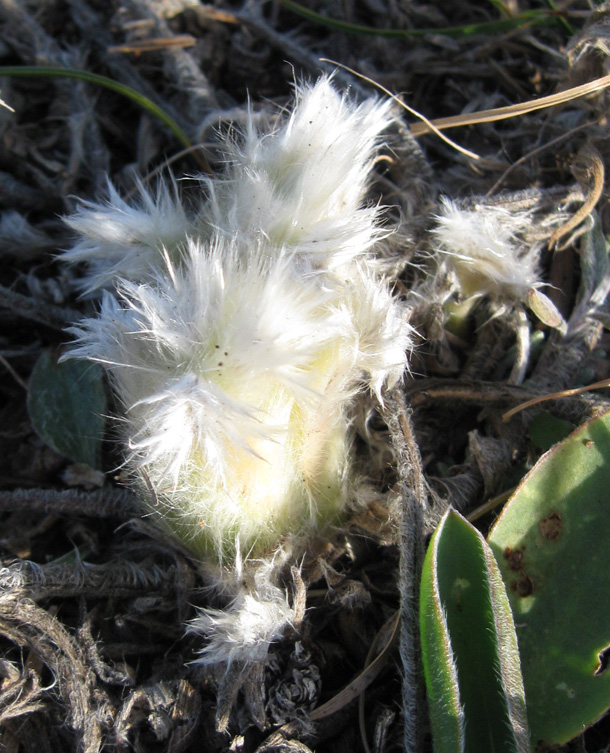 Image of Pulsatilla taurica specimen.