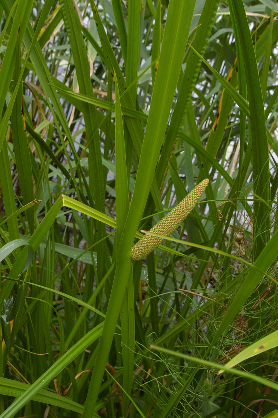 Изображение особи Acorus calamus.