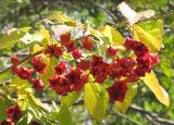 Euonymus maximowiczianus. Часть ветви со зрелыми плодами. Приморский край, г. Владивосток, Ботанический сад-институт ДВО РАН. 28.09.2010.