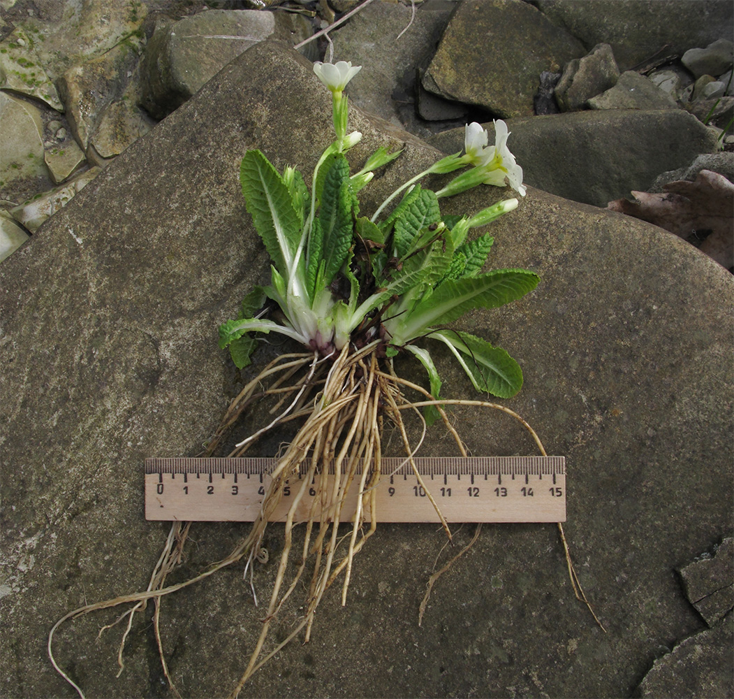 Image of Primula vulgaris specimen.