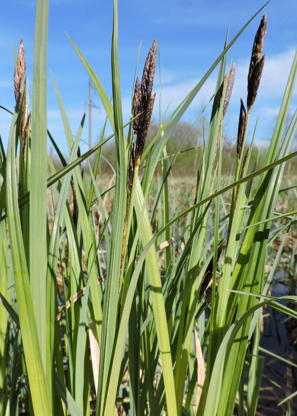 Изображение особи Carex riparia.