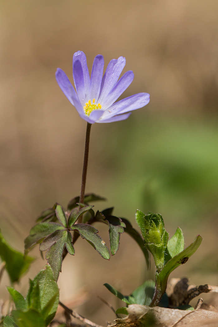 Изображение особи Anemone caucasica.