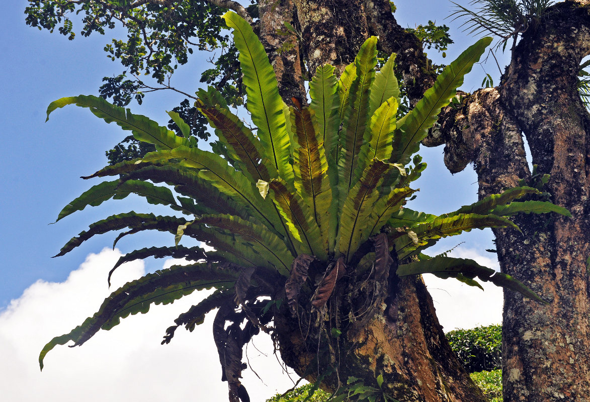 Image of Asplenium nidus specimen.