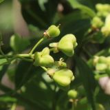 Euonymus europaeus. Незрелые плоды. Ростовская обл., Неклиновский р-н, Фёдоровское с/п, дол. р. Сухой Еланчик, лес на склоне. 26.05.2017.