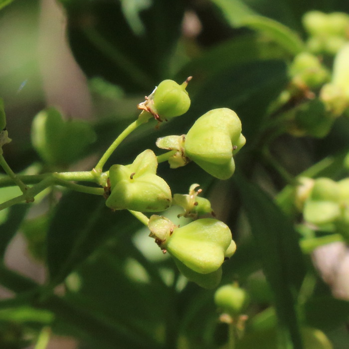 Изображение особи Euonymus europaeus.