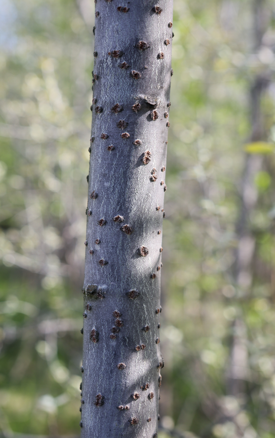 Изображение особи Populus &times; canescens.