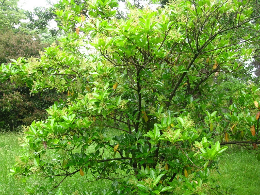 Image of Viburnum odoratissimum var. awabuki specimen.