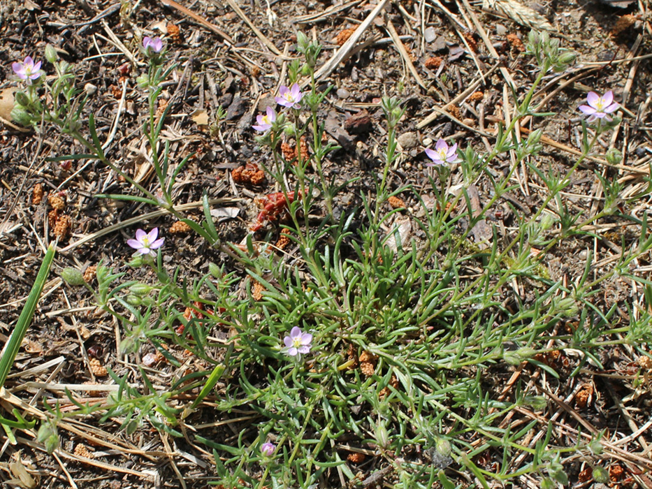 Image of Spergularia rubra specimen.