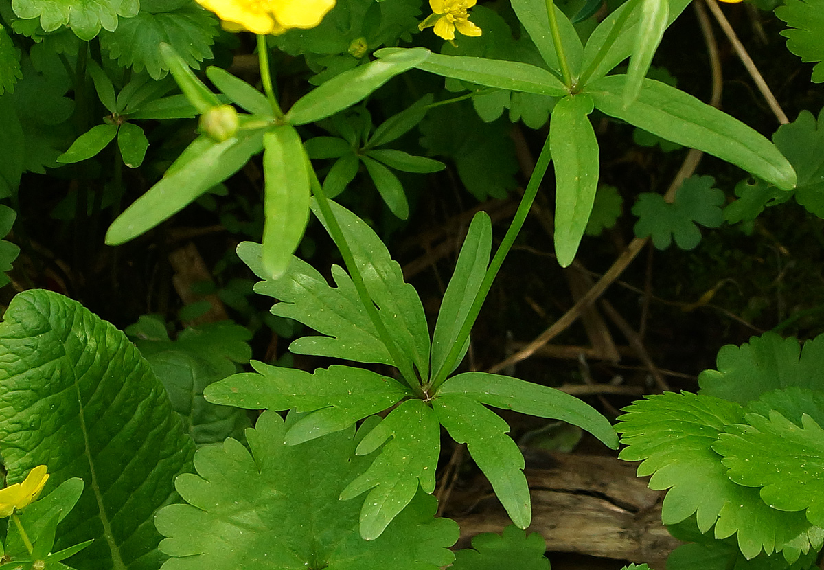 Изображение особи род Ranunculus.