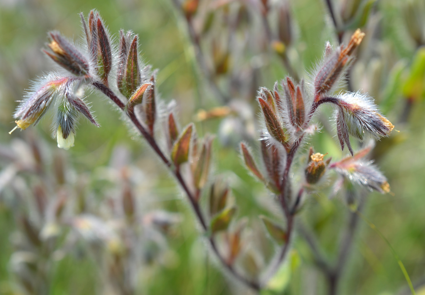 Изображение особи Onosma tinctoria.