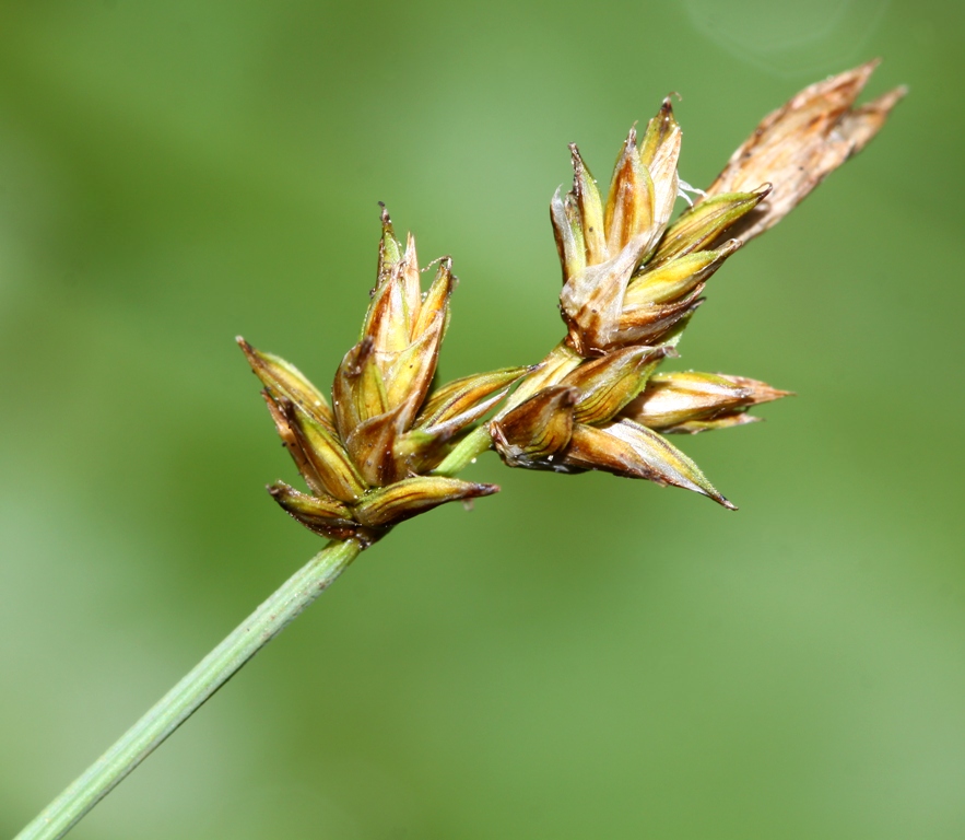 Image of Carex pseudocuraica specimen.