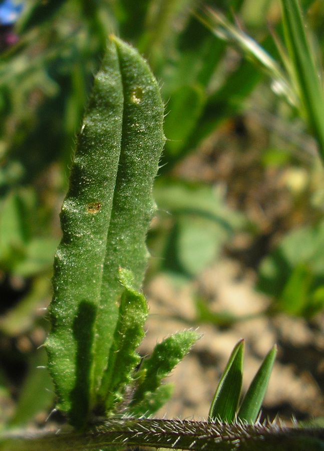 Image of Lycopsis arvensis specimen.