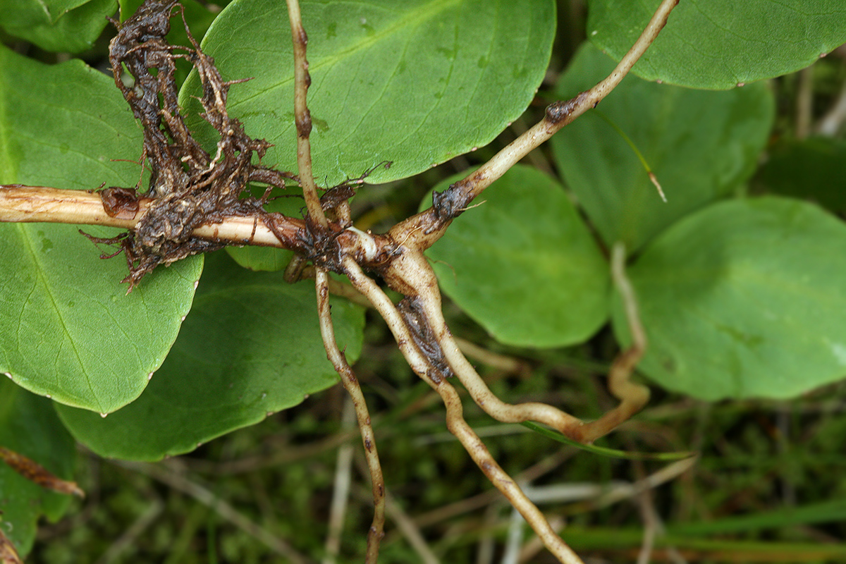 Изображение особи Dactylorhiza traunsteineri.