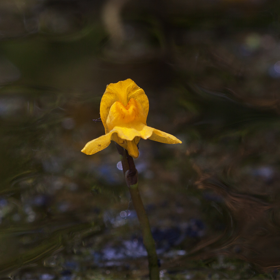 Изображение особи Utricularia australis.