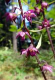 Epipactis atrorubens. Часть соцветия. Литва, лeвый берег Немана на границе с Белоруссией, лес Бугеда. 23.07.2017.