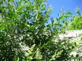 род Ligustrum