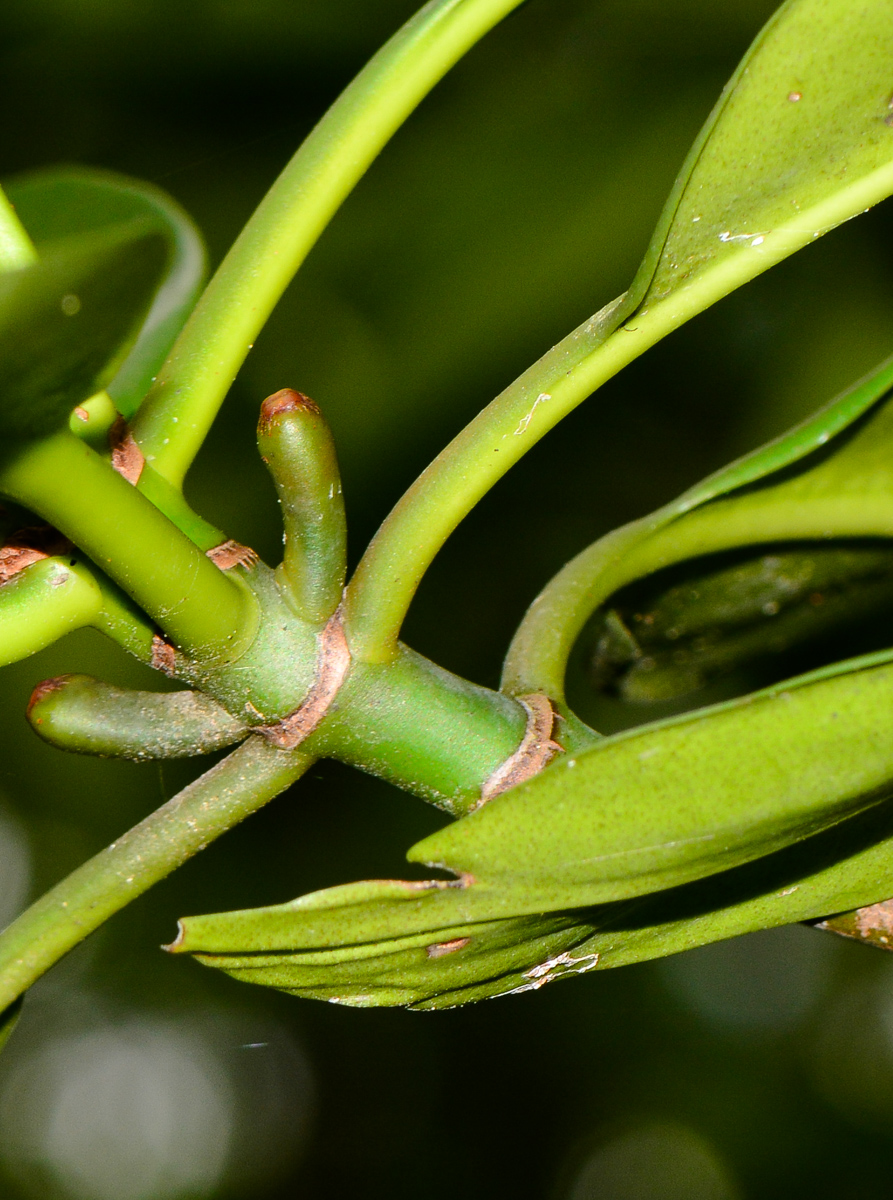 Image of Rhizophora mucronata specimen.