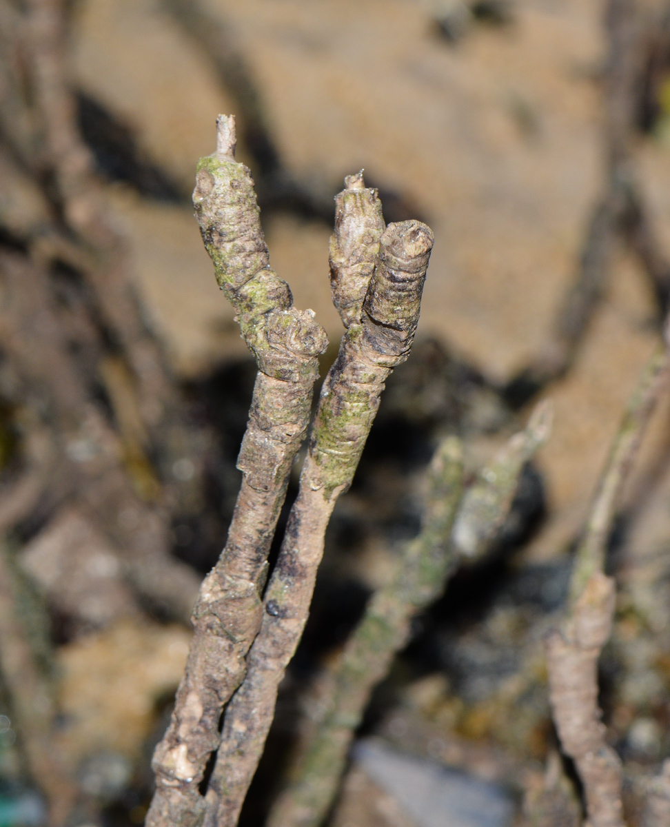 Image of genus Rhizophora specimen.