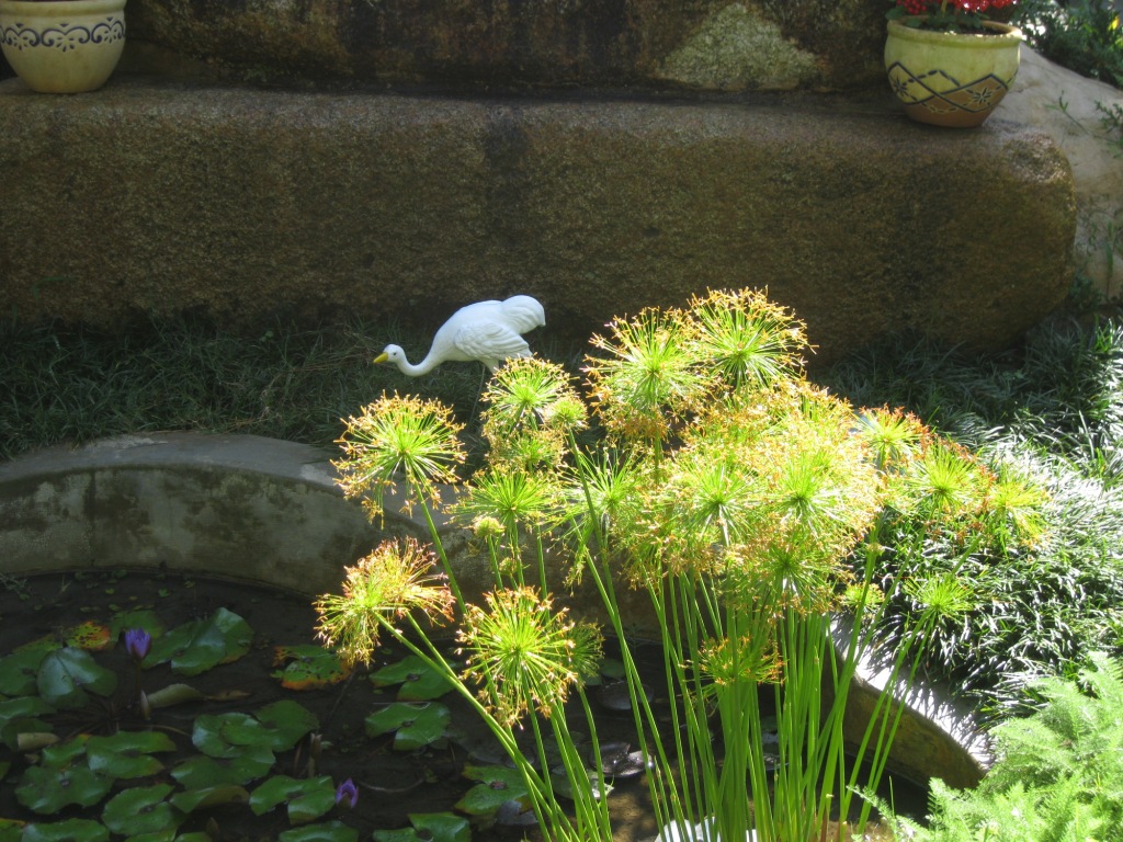 Image of Cyperus papyrus specimen.