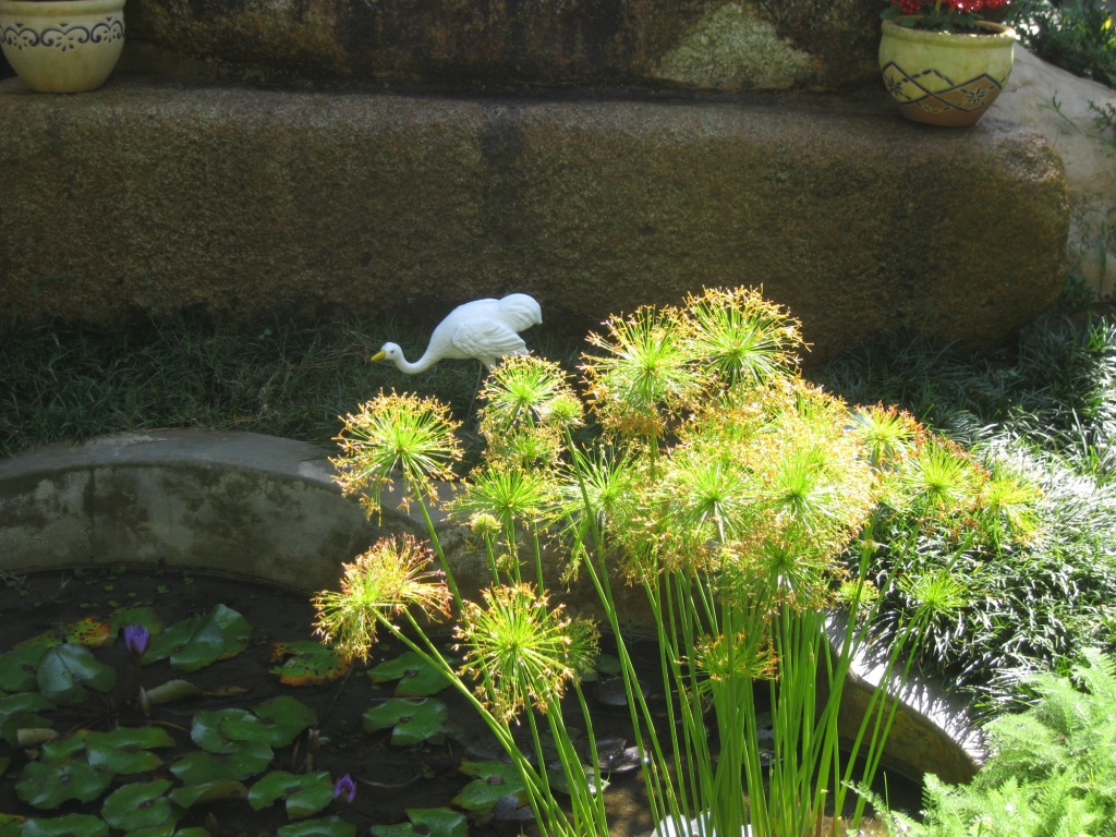 Image of Cyperus papyrus specimen.