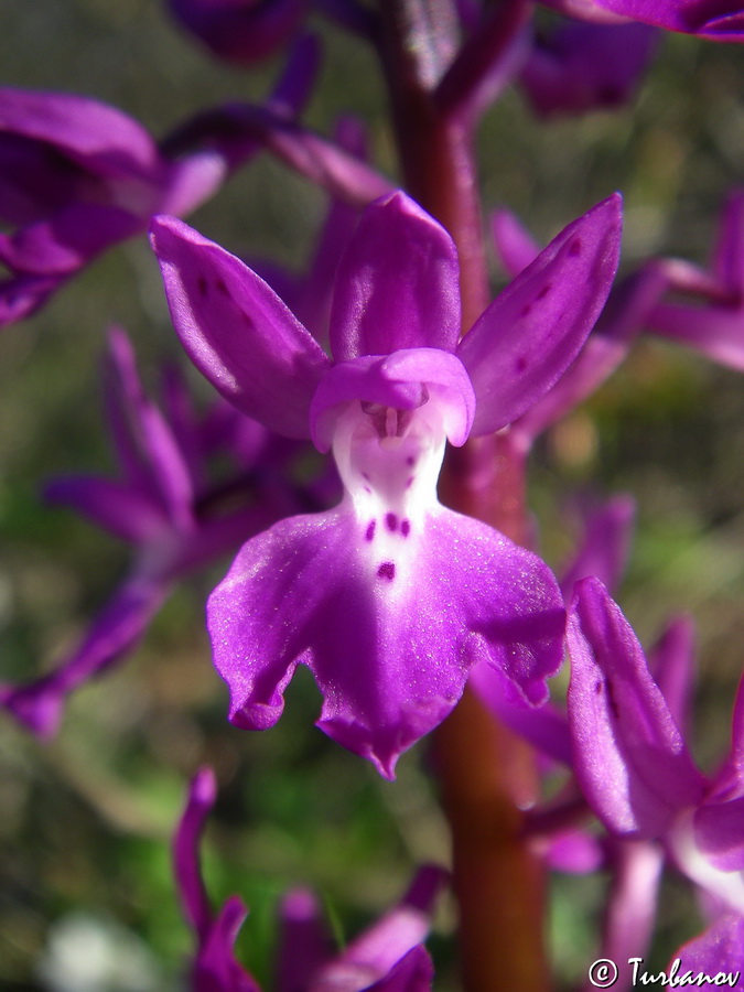 Изображение особи Orchis mascula.