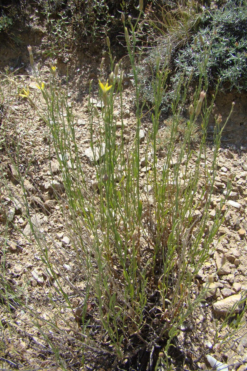 Image of Pseudolinosyris grimmii specimen.