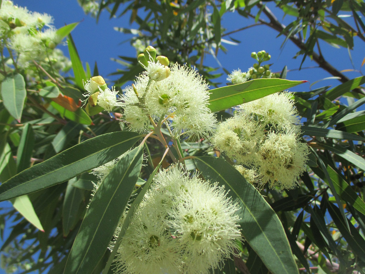 Изображение особи Eucalyptus curtisii.