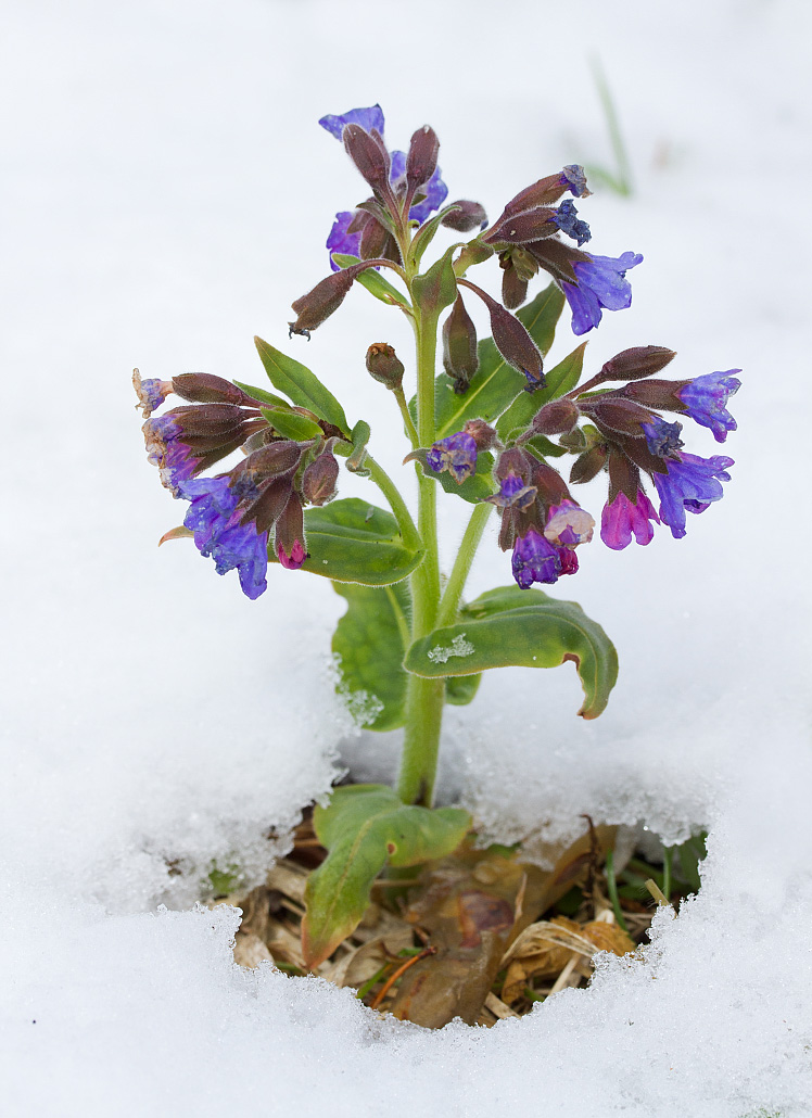 Изображение особи Pulmonaria mollis.