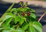 Jatropha gossypiifolia. Верхушка веточки цветущего и плодоносящего растения. Израиль, впадина Мёртвого моря, киббуц Эйн-Геди. 25.04.2017.