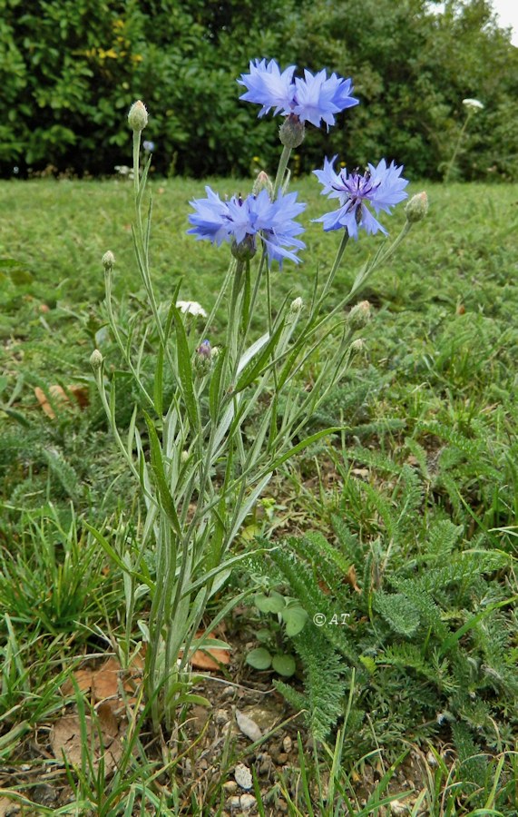 Image of Centaurea cyanus specimen.