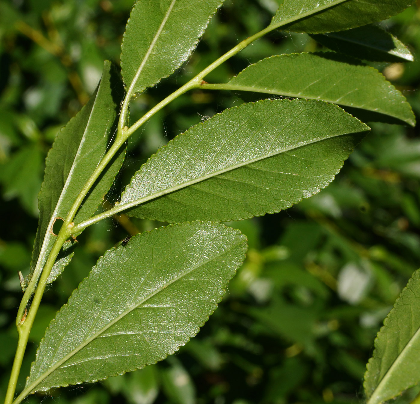 Image of Cerasus fruticosa specimen.