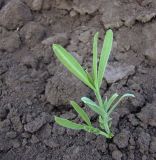 Lathyrus sativus