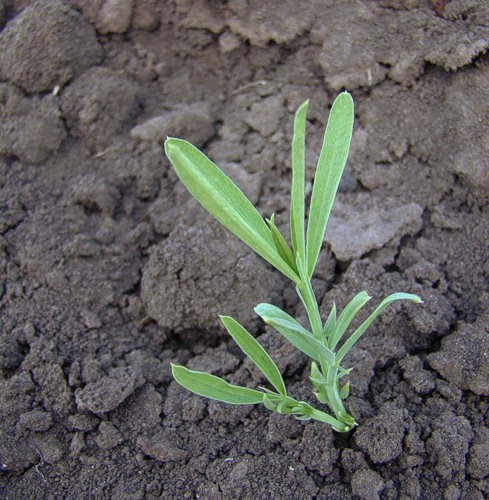 Изображение особи Lathyrus sativus.