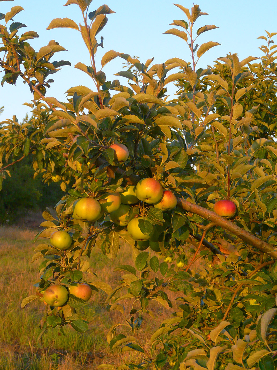 Изображение особи Malus domestica.