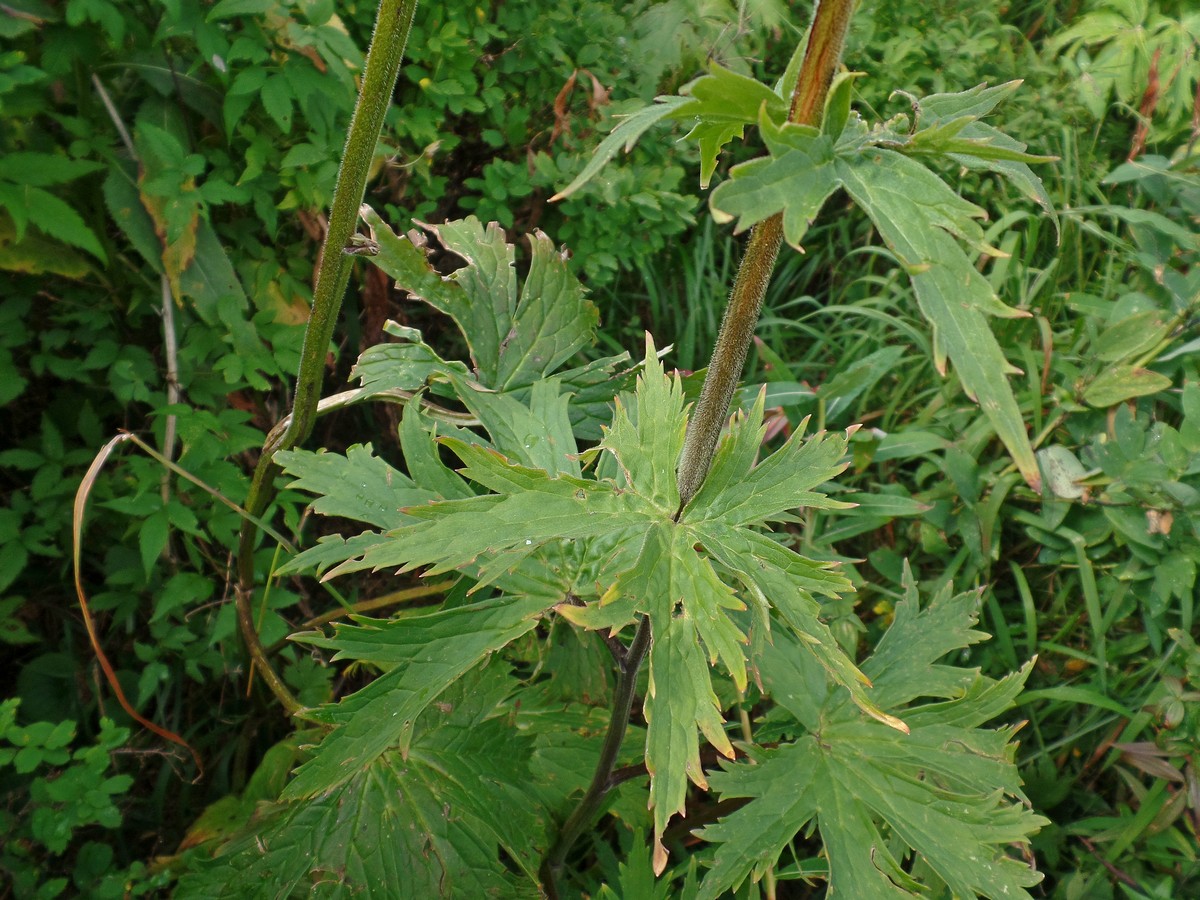Изображение особи род Aconitum.